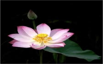 Tâm ý là chủ đạo